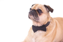 Synergistic Vision-oriented Small Plastic Pizza - Steel lime